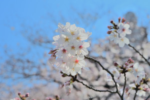 Nikon Digital Camera 桜の花＝さくらのはな=Yoshino Cherry ※我らが豊島区は染井吉野発祥の地、駒込が近所にございます☆また、花見で有名な神田川の桜も名所ね(^^) 今年もキレイに花を咲かせてほしいですね♪