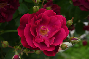 Nikon Digital Camera 薔薇の花＝ばらのはな＝Roses