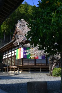 Nikon Digital Camera 樹木と木造の寺