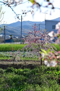 Nikon Digital Camera 桜と桃とネモフィラと花菱草と菜の花