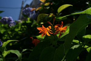 Nikon Digital Camera 姫檜扇水仙＝ひめひおうぎすいせん＝Crocosmia ※アヤメ科クロコスミア属の球根性多年草 丈夫な性質で野生化したものが各地で見られる植物です 別名：クロコスミア、モンドブレチア、トリトニアなどがございます