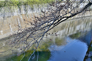 Nikon Digital Camera 開花前の神田川＝かいかまえのかんだがわ＝Cherry blossoms berore blooming and Kanda River
