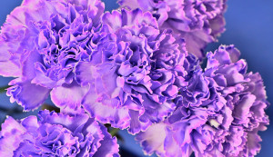 Nikon Digital Camera 染め輪カーネーション＝そめりんかーねーしょん＝Colored Carnations