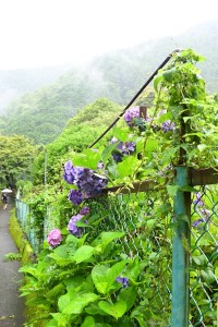 梅雨と紫陽花＝つゆとあじさい