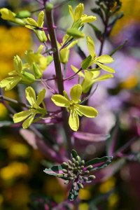 Nikon Digital Camera 葉牡丹の花＝はぼたんのはな＝Brassica oleracea var.acephala Flower