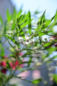 Nikon Digital Camera 風船唐綿の花＝ふうせんとうわたのはな ※ガガイモ科フウセントウワタ属の一年草（原生地では低木）☆アフリカ南部原生。 まるでハリセンボンのような実が有名ですが、お花も見ごたえがあります♪まるでラン科のような見た目の花ですね(^^) 
