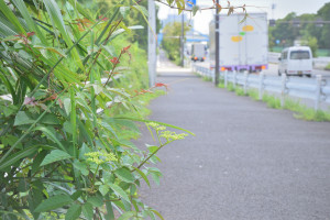 Nikon Digital Camera 藪枯の花＝やぶがらしのはな＝Cayratia japonica