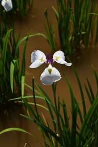 Nikon Digital Camera  ハナショウブ ※花の付け根に黄色の斑点があります。これがハナショウブの特徴なのです。 よく聞かれるハナショウブとアヤメの違い☆これを説明させていだきます。 ◆アヤメは陸地に生えていて、ショウブとカキツバタは湿地に生えている。 「陸地」と水辺の「湿地」、これが大きな違いです。 ◆次にショウブは花の付け根が黄色くなっていて、カキツバタは白い斑点がついている。 「付け根の黄色の斑点」がハナショウブ、「白い斑点」がカキツバタです。 説明できたらちょっとポイント高いですね～♪ 