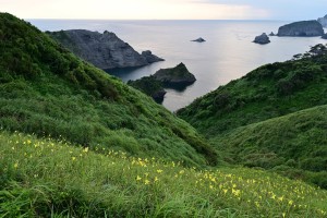 Nikon Digital Camera ゆうすげの咲く岬