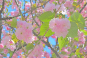 Nikon Digital Camera 八重桜＝やえざくら＝Double flowered cherry tree