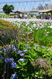 Nikon Digital camera 額紫陽花と菖蒲祭り＝がくあじさいとしょうぶまつり