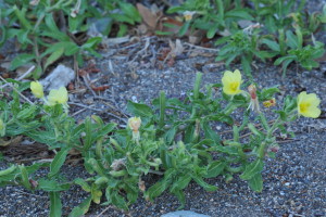 コマツヨイグサ ※北米原生の外来植物だそうです。たいへん丈夫なのですが、そこに元から自生していた植物たちを減らしてしまうのだとか・・・お花が咲いたあとはタネができます。その種たちが多数見えますネ(^^;