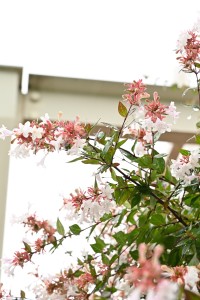 Nikon Digital Camera 雨後のアベリア ※ほぼ四季咲きの性質をもつ優れた園芸品種です☆お花が良く咲くので、花がらが気になるくらいです。剪定にも強く丈夫。