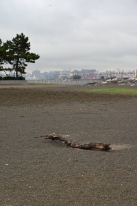 Nikon Digital Camera 流木と海のキリン ※日本の五大港のひとつの東京港☆奥に見えるのが海のキリンこと「ガントリークレーン」と呼ばれる構造物です。