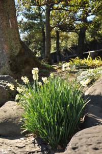 Nikon Digital Camera D700 早春の庭園