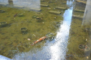 Nikon Digital Camera D700 氷結の池のコイと睡蓮鉢 ※とても寒そうな雰囲気ですが、池の底まで凍らなければ全然平気だそうです・・・こんな状態で翌年も芽吹くなんて本当に丈夫ですね～(^^)