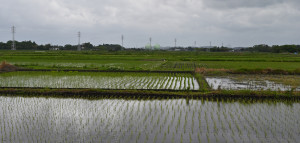 Nikon Digital Camera 田植えの季節＝たうえのきせつ＝Season of rice planting