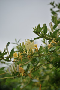 Nikon Digital Camera スイカズラ＝Japanese Honeysuckle ※別名：忍冬（にんどう）、金銀花（きんぎんか）など 甘い香りが特徴の植物☆夜に特に香が強くなるとされますが、昼間も果実やバニラのような濃厚な香りを放ちます♪