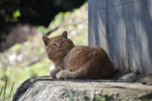 Nikon Digital Camera D700 陽だまりのねぼけネコにゃん☆