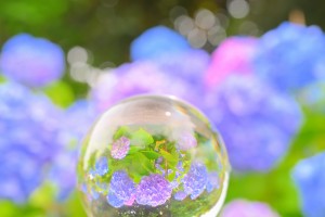 Nikon Digital Camera 紫陽花＝アジサイ ※青系の色を全身に浴びて、初夏を味わう☆ 良い季節です♪♪ もしかすると、四季がある日本は、植物によって、ちいさな幸せを数週間おきに味わえるのかもしれません。。(^^;
