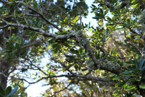 Nikon Digital Camera D700 クサトベラと樹状地衣類☆ 地衣類はコケと同じく湿気が多い場所に生えるそうです。さらに、大気汚染されている場所には生えないそうなので、環境の指標生物とされています。樹の枝や幹に模様もあなどれませんね(^^;