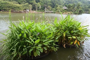Nikon Digital Camera ミズカンナ＝水かんな ※クズウコン科ミズカンナ（タリア）属の常緑多年草☆ カンナのような葉と青いお花が特徴です。 