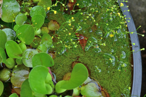 狸藻と布袋葵＝たぬきもとほていあおい＝Utricularia × japonica Makino＆Eichhornia crassipes