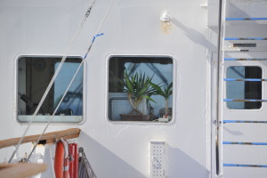 Nikon Digital Camera D700 船室の観葉植物☆ ※こちらの船室にはユッカとハマユウが飾ってございました☆ 生育の具合を見ると、数年は一緒なんじゃかいかと思います。観葉くんたちと共に旅をしているのですね♪