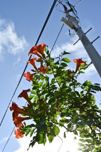 Nikon Digital Camera 晩夏のノウゼンカズラ ※ノウゼンカズラ科ノウゼンカズラ属のつる植物☆繁殖力も強く丈夫な植物です。花の色は橙色、濃紅色、桃色、黄色などがあります。 有名どころでは、豊臣秀吉が朝鮮出兵の際に持ち帰ったとされる樹齢400年の古木が有名です←石川県金沢市の「玉泉園」に存在するノウゼンカズラの古木だそうです。