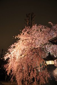 Nikon Digital Camera D700 夜桜と燈籠☆