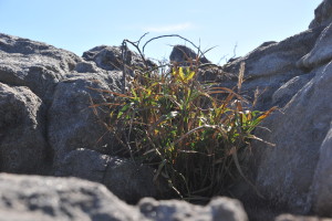 トベラとテリハノイバラとイネ科の雑草たち☆ 海岸の岩場の狭い適地を巡って、植物たちの生存競争が行われております・・・ただ生えているように見える植物たちも頑張っていますね~(^^;