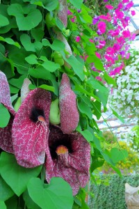 Nikon Digital Camera アリストロキア　ギガンティア＝ありすとろきあぎがんてぃあ＝Aristolochia gigantea ※ブラジル原生のウマノスズクサ科のつる植物☆ 日本にも存在するというウマノスズクサ科の植物。名前がすごいですね!? 花に見えるのはガクだそうです、、