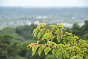 Nikon Digital Camera D700 桜の新緑