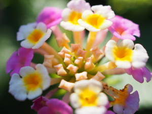 OLYMPUS DIGITAL CAMERA E-PL6  ランタナ＝七変化 ※ランタナは非常に丈夫な品種で、シーズン中は良く咲く品種としてガーデニングの定番となっております☆